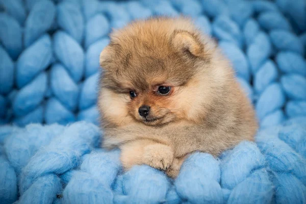 Küçük Bir Köpek Yavrusu Kameraya Bakıyor Oturuyor Mavi Arka Planlı — Stok fotoğraf