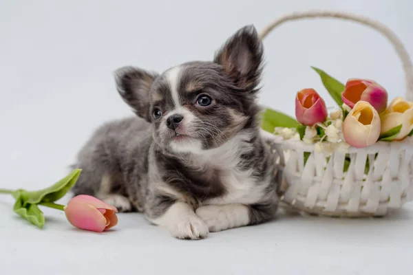 Een Puppy Poserend Voor Foto Met Een Grote Mand Van — Stockfoto