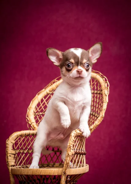 Cachorrinho Sentado Cadeira Madeira Posando Para Fotos Com Fundo Vermelho — Fotografia de Stock