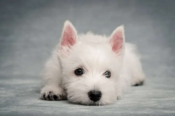 Cucciolo Molto Carino Bianco Peloso Posa Posa Imbarazzante Foto — Foto Stock