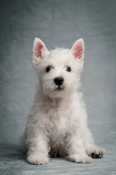 Piccolo Carino Molto Peloso Cucciolo Bianco Posa Foto Con Sfondo — Foto Stock