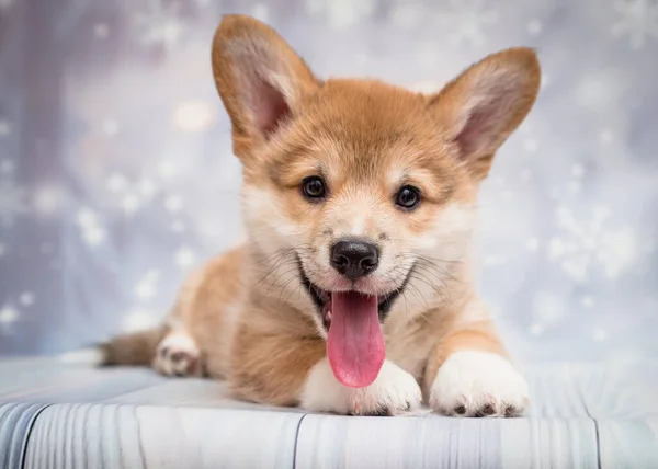 Een Kleine Harige Puppy Steekt Zijn Tong Uit Poseert Voor — Stockfoto
