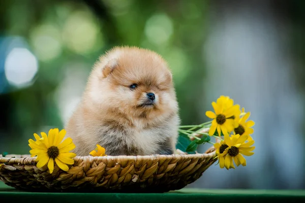 Pequeno Cão Bonito Sentado Uma Cesta Com Algumas Flores Amarelas Imagens Royalty-Free