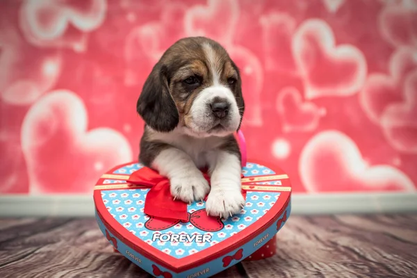 Filhote Cachorro Bonito Segurando Presente Bonito Uma Forma Coração Fotografias De Stock Royalty-Free