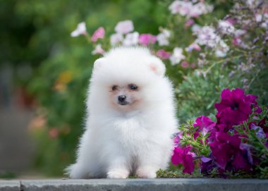 Küçük, karlı beyaz ve son derece tüylü köpek parkta mor çiçeklerin yanında oturuyor.