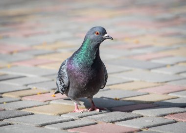 Bir güvercinin güzel bir fotoğrafı şehrin sokaklarında yürüyor ve biraz ikramda bulunmayı bekliyor.