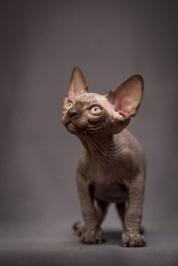 Şirin bir Sphynx kutusunun fotoğrafı. Düşünceli bir şekilde bir yerlere bakıyor.