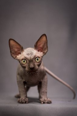 Şirin bir Sphynx kutusunun fotoğrafı, düşünceli bir şekilde kameraya bakıyor.