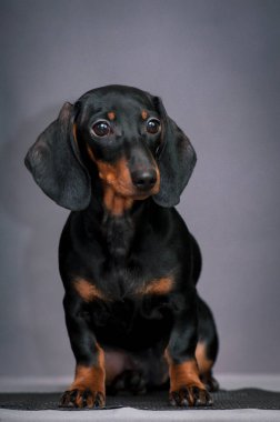 Oturan, doğrudan kameraya bakan ve fotoğraflara poz veren sevimli, siyah bir köpek yavrusunun fotoğrafı.