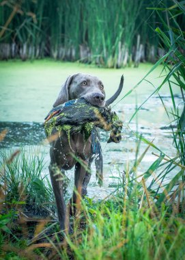 Avını ağzında tutan gölün kenarında duran bir köpeğin fotoğrafı.