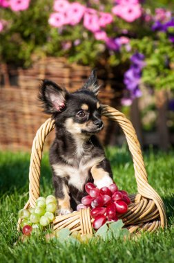 Küçük şirin bir köpeğin bir yerlere bakıp sepetin içinde lezzetli yeşil ve kırmızı üzümlerle oturduğu bir fotoğraf.