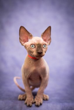 Güzel, gri bir Sphynx kedinin fotoğrafı. Güzel bir kırmızı yaka takıyor ve neşeli bir ruh hali içinde.