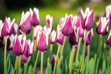 Bahçede büyüyen beyaz laleli çok güzel bir mor rengin fotoğrafı.