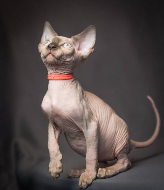 Çok güzel bir Sphynx kedisinin fotoğrafı, kırmızı yakalı ve fotoğraflar için poz veriyor.