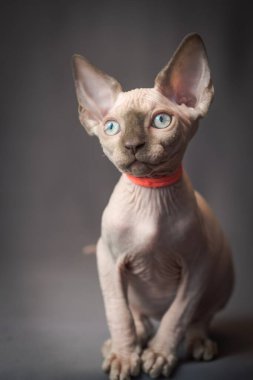 Çok güzel bir Sphynx kedisinin fotoğrafı, kırmızı yakalı ve fotoğraflar için poz veriyor.