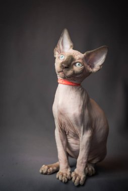 Çok güzel bir Sphynx kedisinin fotoğrafı, kırmızı yakalı ve fotoğraflar için poz veriyor.