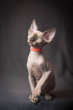 Çok güzel bir Sphynx kedisinin fotoğrafı, kırmızı yakalı ve fotoğraflar için poz veriyor.