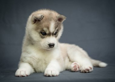 İlgisini bir yerlere çeken ve gri arkaplanlı fotoğraf için poz veren çok tatlı, küçük bir köpek yavrusunun fotoğrafı.
