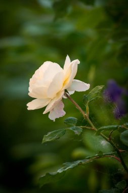 Son derece güzel bej bir gülün fotoğrafı.