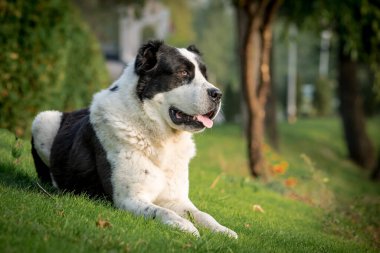 Parkta yatan ve ürperten son derece sevimli ve güzel bir bataklığın fotoğrafı.