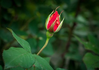 Güzel kırmızı bir sivilce fotoğrafı.