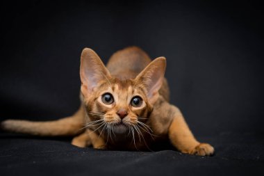 Büyük gözlü bir kedinin portresi çok neşeli görünüyor ya da bir şey avlıyor.