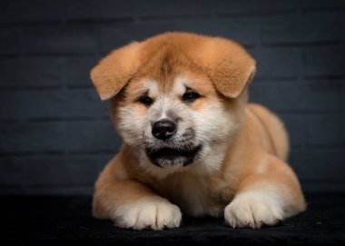 Kameraya bakıp poz veren sevimli bir köpeğin portresi.