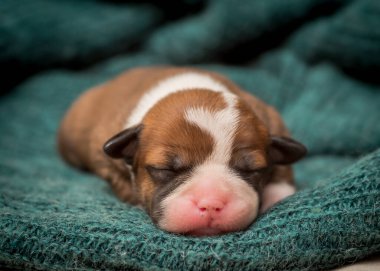 Mavi bir battaniyenin üzerinde uyuyan küçük kahverengi bir köpek yavrusunun portresi.