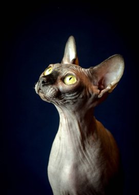 Çok güzel bir Sphynx kedinin portresi. Büyük ve yeşil gözleriyle oturuyor ve bakıyor.