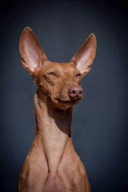 Fotoğraflar için poz veren çok şirin kahverengi kulaklı bir köpeğin portresi.