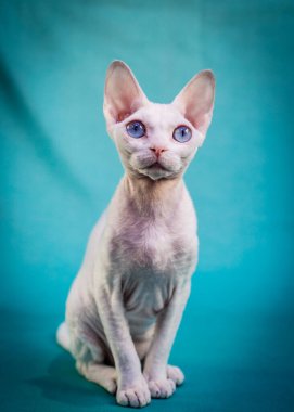 Güzel bir Sphynx kedisi oturmuş mavi arka planda fotoğraflar için poz veriyor.
