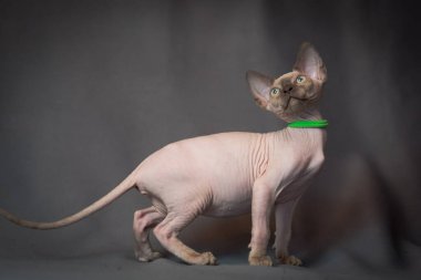 Çok güzel bir Sphynx kedinin profil fotoğrafı. Fotoğraf için poz verirken dikkatlice kameraya bakıyor.