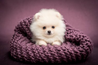 Mor battaniyeye uzanıp kameraya bakan minik ve tüylü bir köpek yavrusu.