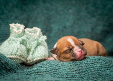 Mavi battaniyenin üzerinde uyuyan küçük bir köpek yavrusu ve yanında sevimli ayakkabılar.