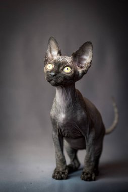 Çok güzel siyah bir Sphynx kedi yavrusu fotoğraflara profesyonel olarak poz veriyor.