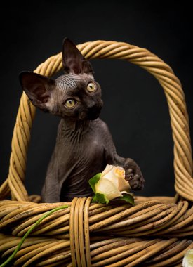 Çok tatlı siyah bir Sphynx kedisi büyük bir sepette oturuyor ve güzel beyaz bir gülle oynuyor.