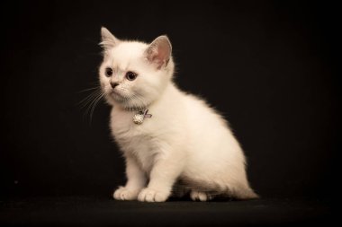 Boynuna küçük beyaz bir inci takan ve fotoğraf için poz veren çok tatlı bir kedi yavrusu.