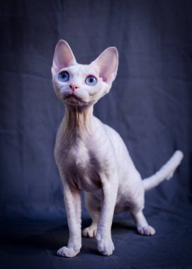 Koyu mavi arka planda fotoğraf çekmek için poz veren çok tatlı bir Sphynx kedisi. 