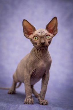 Çok güzel bir kedi oturuyor ve özenle kameraya bakıyor.