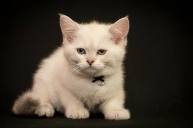 Boynunda küçük bir fiyonk olan beyaz ve çok tatlı bir kedi oturuyor ve fotoğraf için poz veriyor.