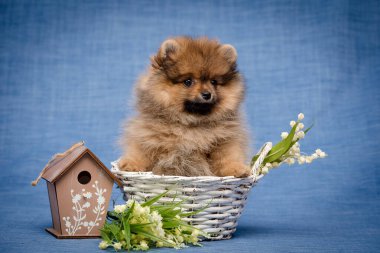 Sepette oturan çok tatlı bir köpek yanında beyaz çiçeklerle fotoğrafa poz veriyor.