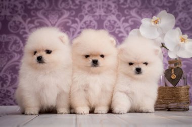 Üç sevimli ve tüylü beyaz köpek yavrusu oturmuş çiçek ve mor arkaplanlı fotoğraflara poz veriyorlar.