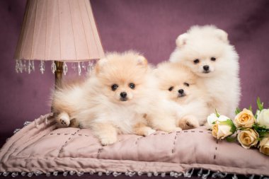 Bej bir battaniyeye uzanmış ve yanında güzel bir buket olan üç küçük ve sevimli yavru köpek.