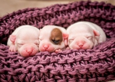 Üç küçük ve son derece sevimli köpek birlikte mor bir battaniyenin üzerinde uyuyorlar.