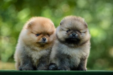 Parkta sabah yürüyüşü sırasında birlikte takılan iki küçük ve çok tatlı köpek yavrusu.