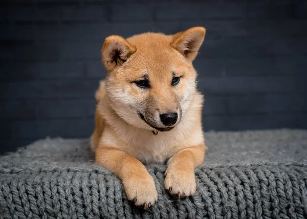 毛布の中に寝そべって 黒い背景の写真をポーズしている素敵な毛皮の犬 — ストック写真