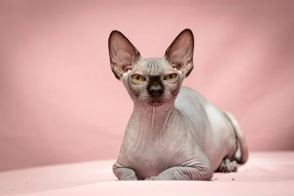 Ładny Kot Sfinksowy Wygląda Trochę Wściekłego Podczas Sesji Zdjęciowej — Zdjęcie stockowe