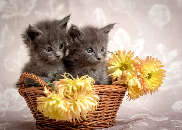 Pair Little Kittens Sitting Basket Some Beautiful Yellow Flowers Them — Stock Photo, Image