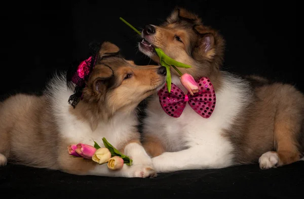 Pair Pretty Furry Dogs Probably Having Date One Them Wearing — Stock Photo, Image