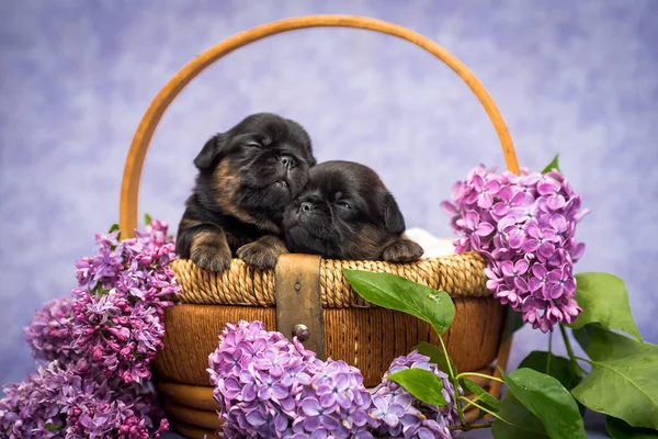 Par Dois Filhotes Lindos Muito Bonitos Sentados Gelados Cesta Com — Fotografia de Stock